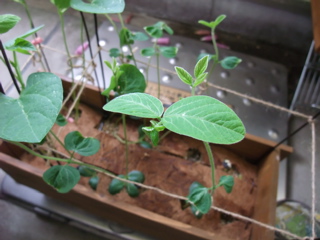 ダンナ所有の永田農法コンテナの枝豆は、普通に元気。