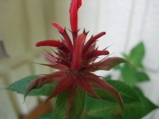 ケンブリッジ・スカーレットという品種です。赤花です。